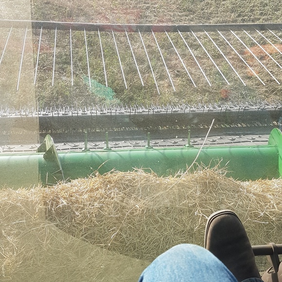 Meet your Posher, Waylon - Picture 1 of 1